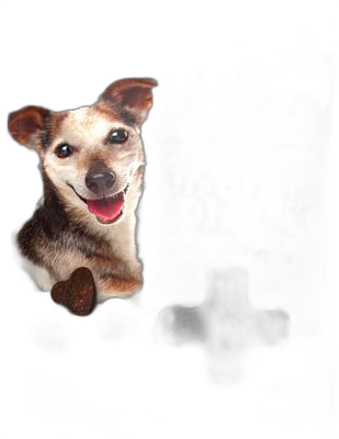Ark Naturals Gray Muzzle Old Bones Happy Joint Soft Chew Joint Supplement for Senior Dogs