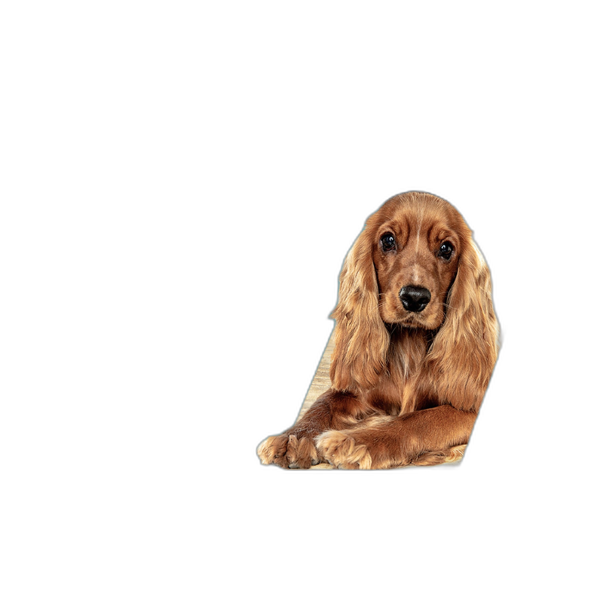 Nutri-Vet Hip & Joint Extra Strength Chewables for Dogs