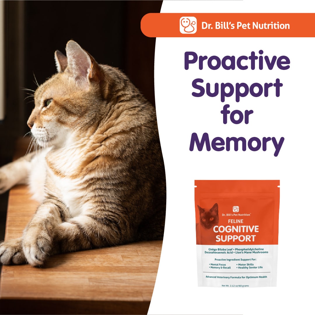 Dr. Bill's Pet Nutrition Feline Cognitive Support Cat Supplement Powder senior pet supplement