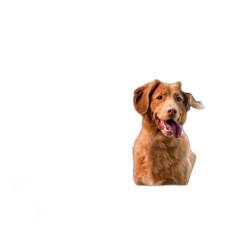 PetHonesty Allergy Support Chews with Probiotics
