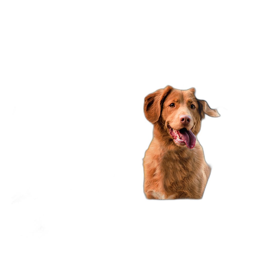 VetriScience Composure Behavioral Health Calming Supplement for Dogs